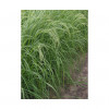 Teff Grass