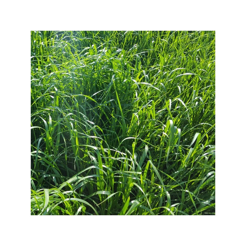 RGH 4N GALA, Ray-grass Hybride