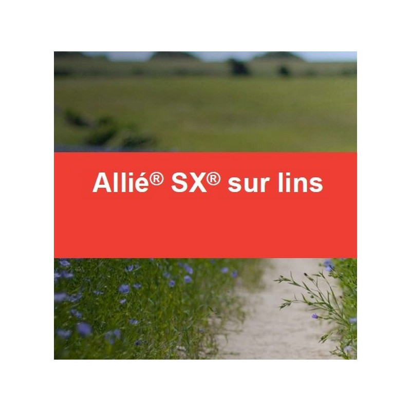 ALLIE SX ALLIE SX