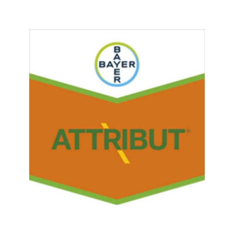 ATTRIBUT ATTRIBUT
