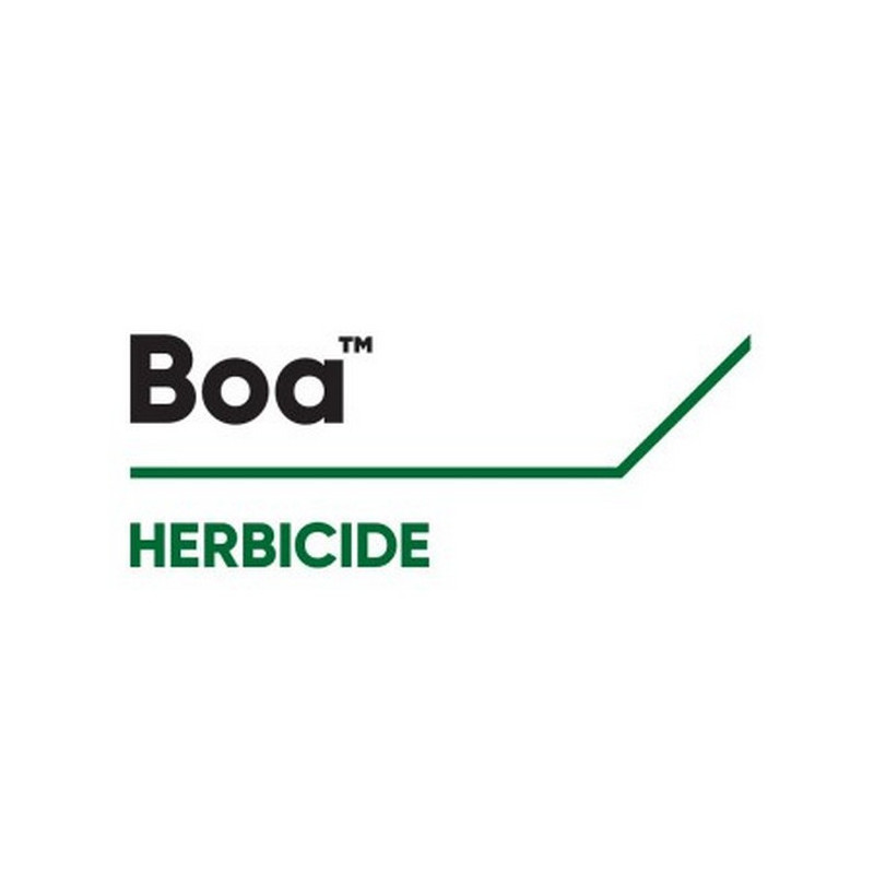 BOA BOA