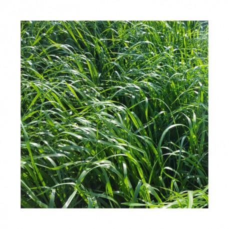 RGI 4N alternatif Bio LEMNOS, Ray-grass d'Italie Bio