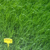 RGI 2N alternatif Bio JOLLY, Ray-grass d'Italie Bio