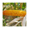 Maïs LUXIMO indice 290-300