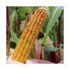 Maïs INTERET indice 200-210