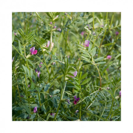 Vesce de printemps PRONTIVESA