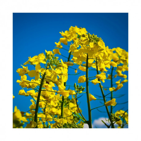 Colza HELIOTT (hybride)