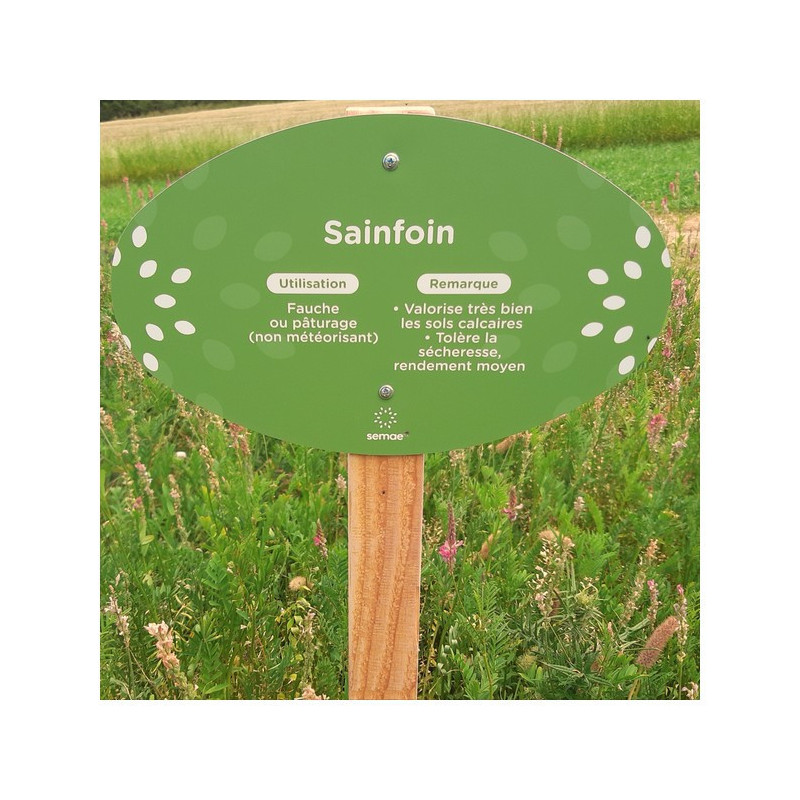 Sainfoin double en cosse