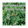 Inoculum lupin NPPL TOURBE