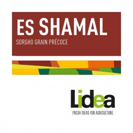 Sorgho grain - ES SHAMAL