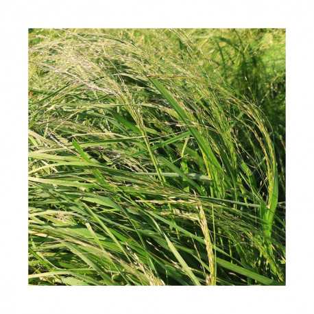 Teff Grass