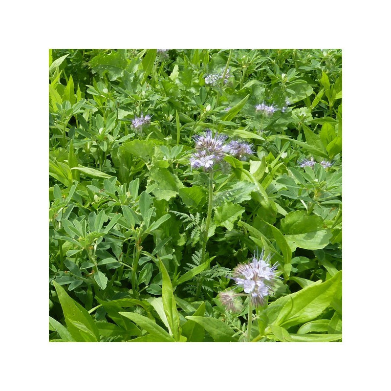 Mélange SP Ferti