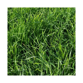 RGI 2N non-alternatif EF486, Ray-grass d'Italie