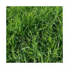 RGI 2N non-alternatif EF486, Ray-grass d'Italie