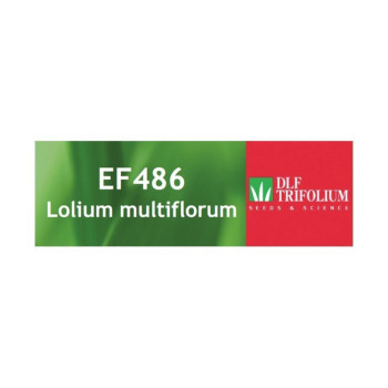RGI 2N non-alternatif EF486, Ray-grass d'Italie
