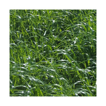 RGI 4N alternatif OBELIX, Ray-grass d'Italie