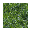 RGI 4N alternatif OBELIX, Ray-grass d'Italie