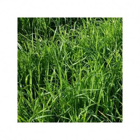 RGH 4N Bio NADZIEJA - Ray-grass Hybride Bio