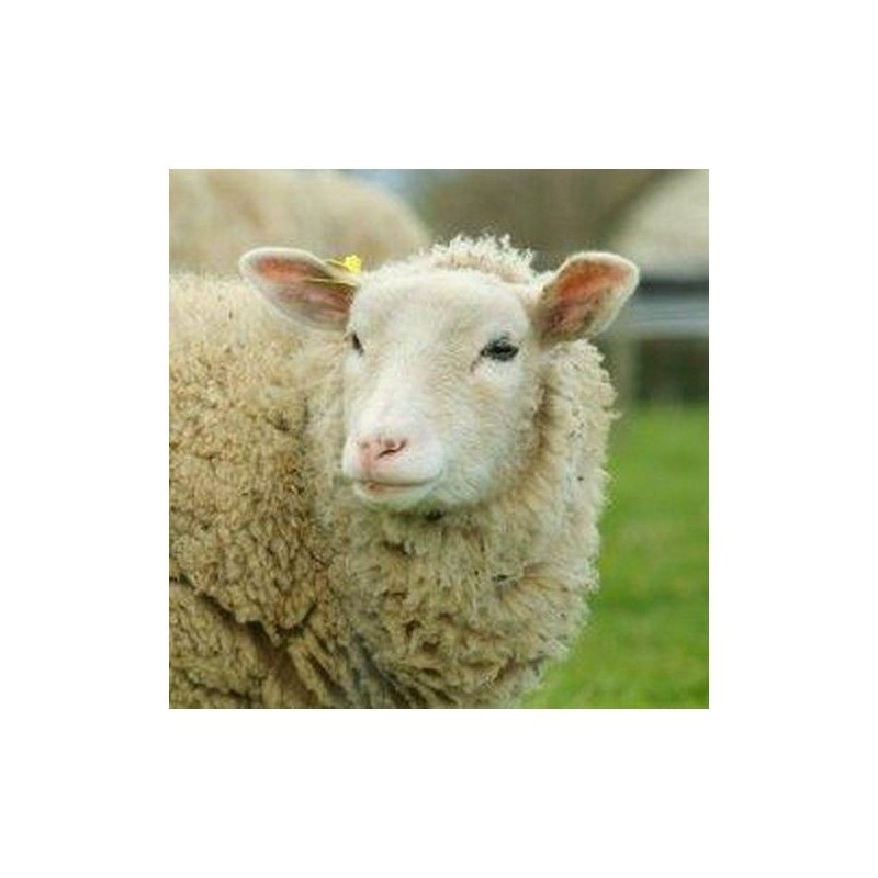 OVI'MIN FORM - AGRI BREBIS OVI'MIN FORM - AGRI BREBIS