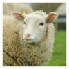 OVI'MIN FORM - AGRI BREBIS