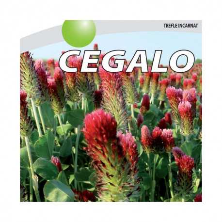Trèfle incarnat CEGALO
