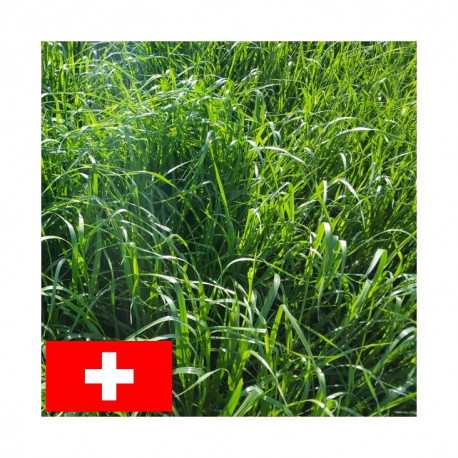 RGH 4N RUSA, Ray-grass Hybride