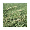RGA 4N précoce MATHILDE, Ray-grass Anglais