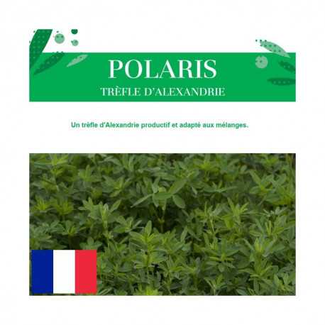 Trèfle d'Alexandrie POLARIS