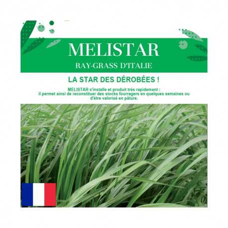 RGI 4N alternatif MELISTAR, Ray-grass d'Italie