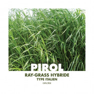 RGH 2N Bio PIROL, Ray-grass Hybride Bio