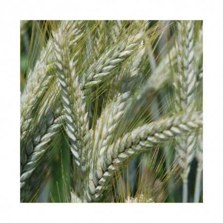 Triticale BREHAT