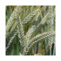 Triticale DUBLET