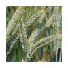 Triticale CHARME