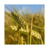 Orge hiver 6R KWS JOYAU