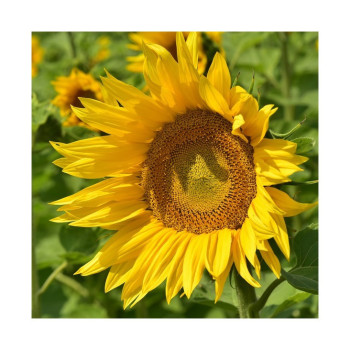 Tournesol P64LE25 XS