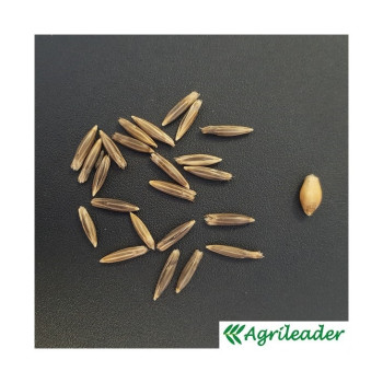 Avoine rude LUXURIAL (diploïde)