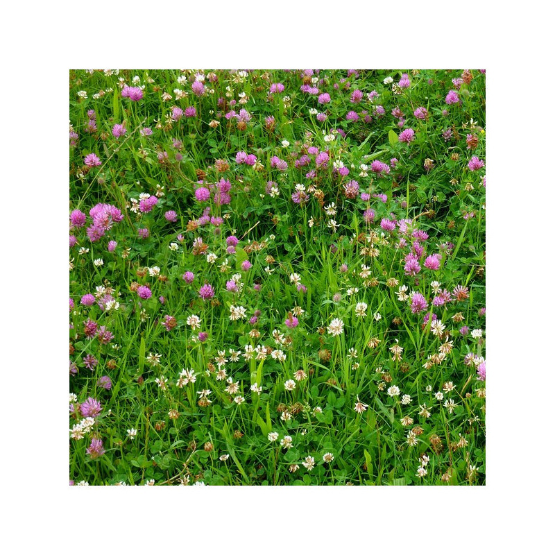 Mélange KALIMIX LEGUMINEUSES 5 ans