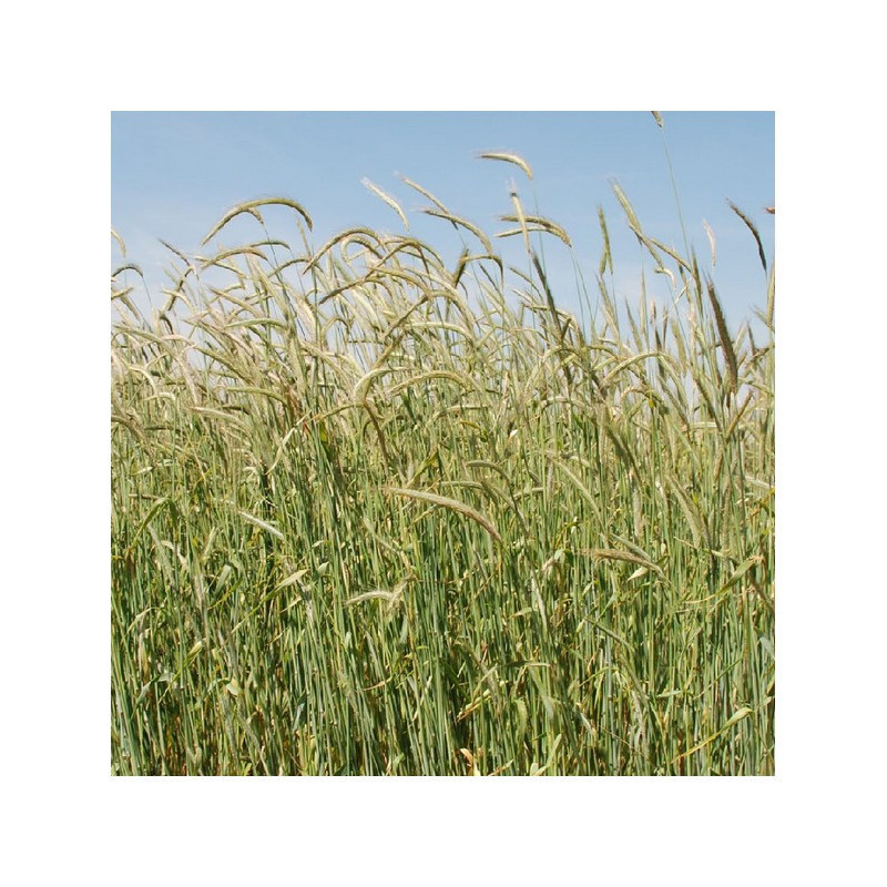 Seigle fourrager de printemps OVID