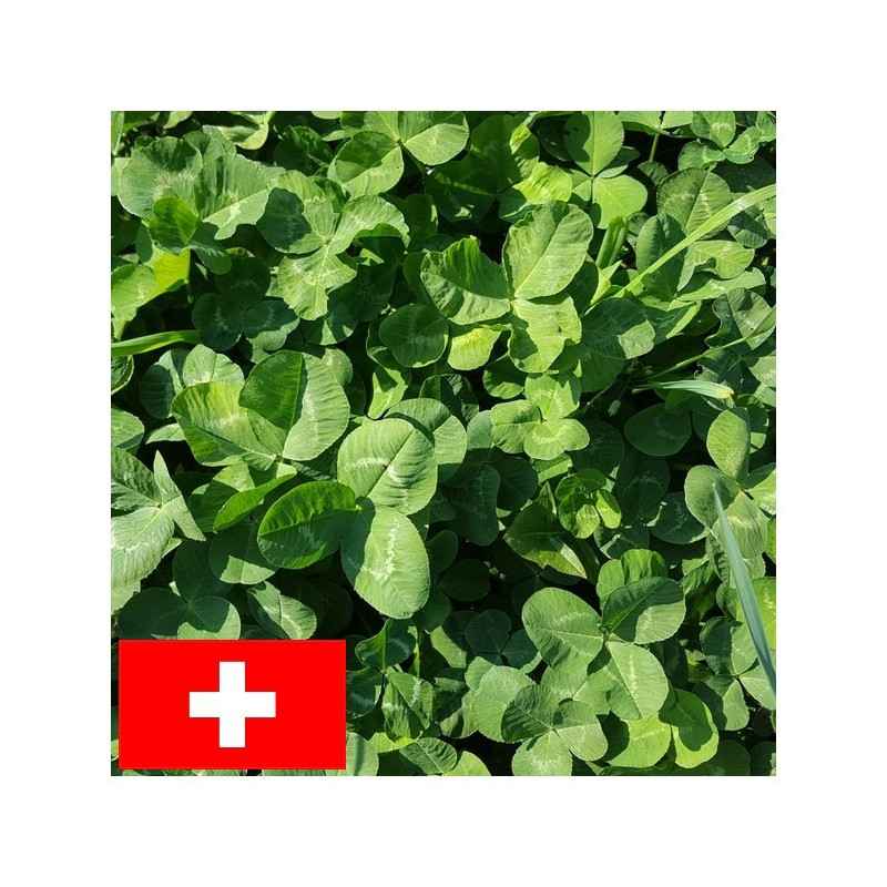 Trèfle blanc géant APIS Bio - Agrileader | Matériels et produits agricoles