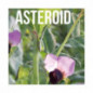 Pois fourrager hiver ASTEROID