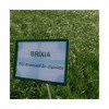 RGI 2N alternatif BRIXIA, Ray-grass d'Italie