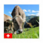 Mélange KALIMIX SUISSE