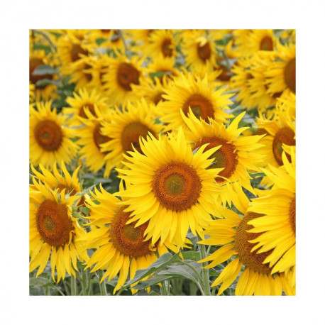 Tournesol SY CHRONOS