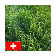 RGH 4N Bio RUSA, Ray-grass Hybride Bio