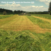 RGH 4N RUSA, Ray-grass Hybride