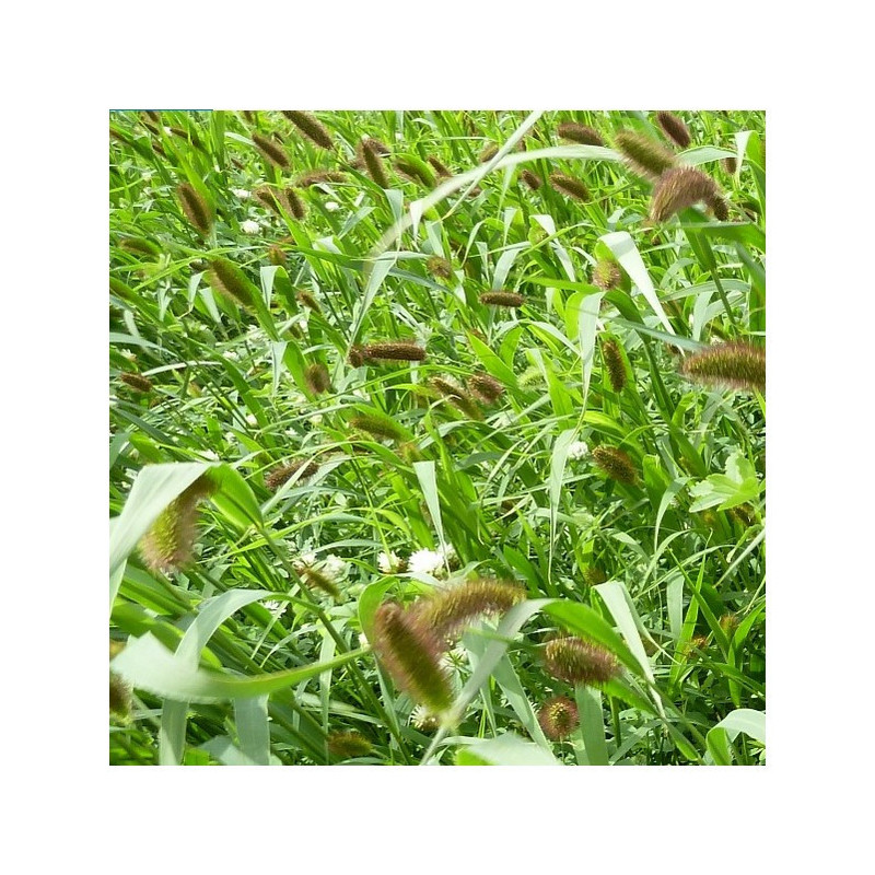 Moha bigarré PRECOSSO (Moharia, précoce) Moha bigarré PRECOSSO (Moharia, précoce)