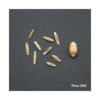 RGI 2N non-alternatif ITAKA, Ray-grass d'Italie