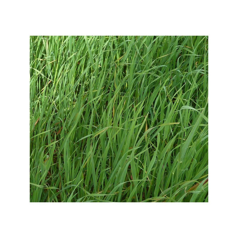 Avoine rude LUXURIAL BIO (diploïde)