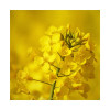 Ammonitrate soufrée 24 N + 18 SO3