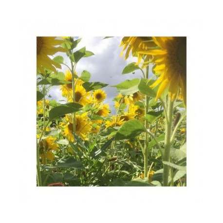 Tournesol pour CIPAN (Bio) - PEREDOVIK